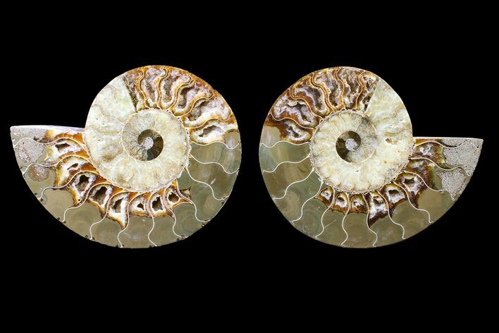 Bargain, Cut & Polished Ammonite Fossil - Madagascar #148014